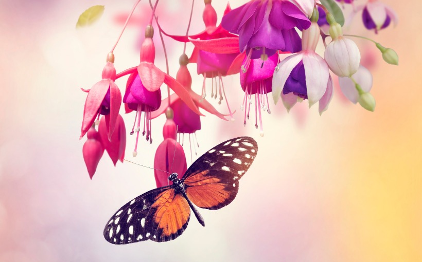 flores e borboleta