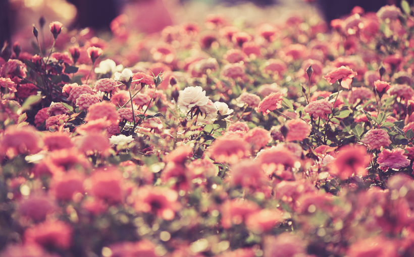 campo de flores rosas